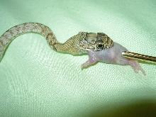 baby coachwhip using probe to simulate prey movement
