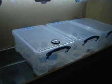 babies set-up