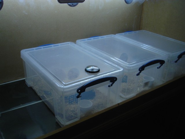 babies set-up