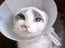 Kengee in her lampshade