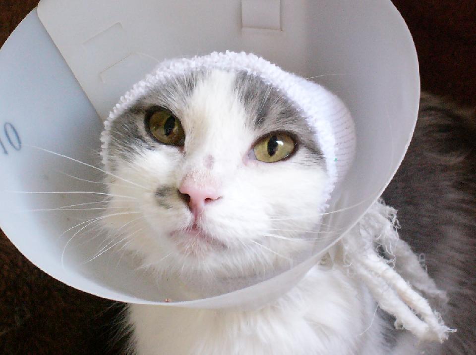 Kengee in her lampshade
