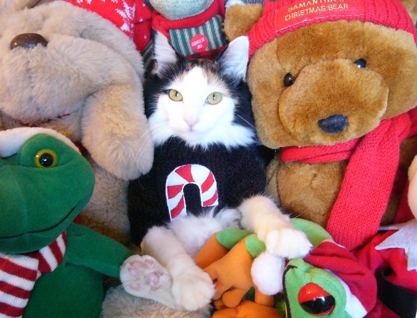 Can you find kimba?