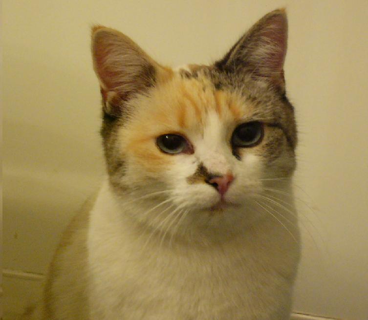 New Foster