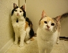 Two calico girls