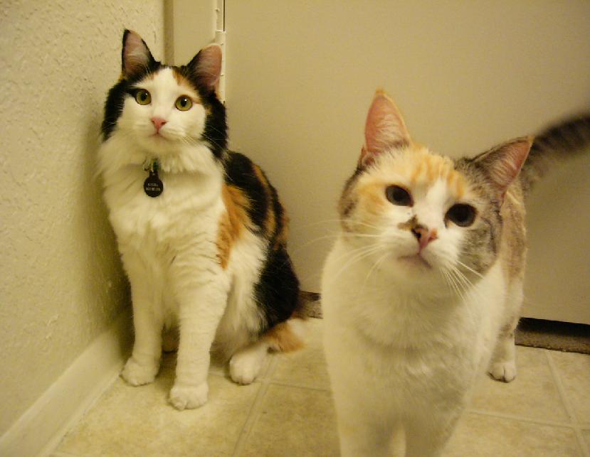 Two calico girls