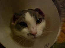 Kengee ear amputation