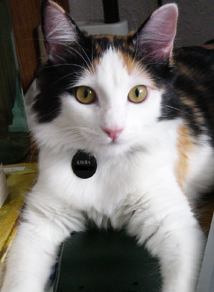 Kimba