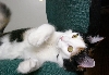 Kimba at 5 months