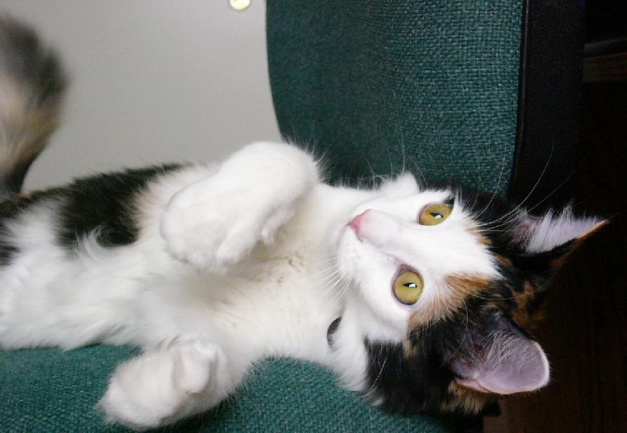 Kimba at 5 months