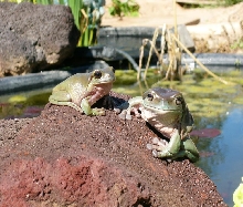 Pepe and Bendito