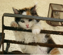 Kimba playing