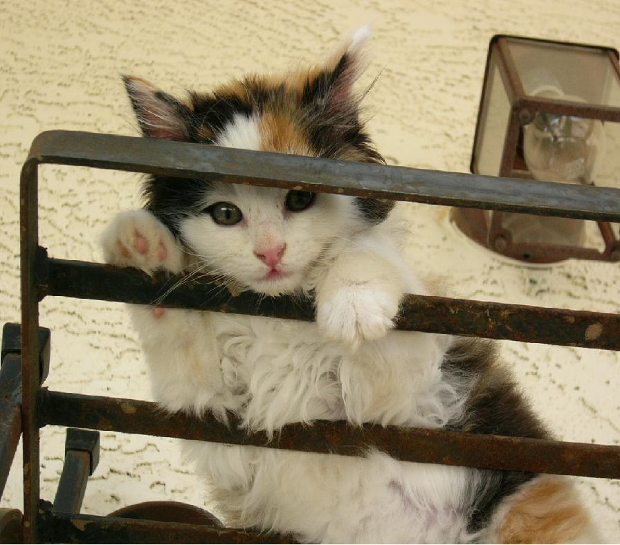 Kimba playing