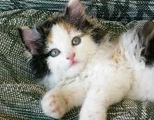 Little Kimba