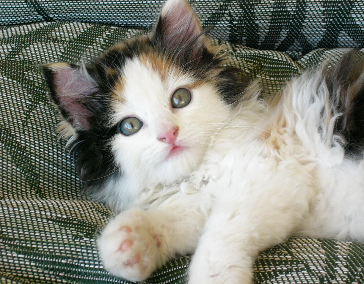 Little Kimba