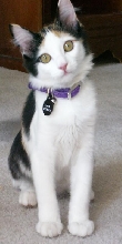 Kimba