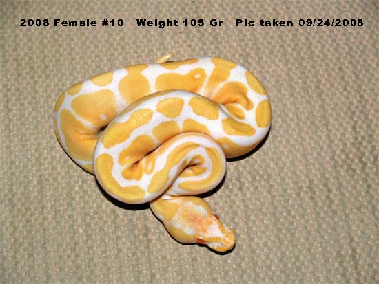 High Contrast 2008 Female 105 Gr