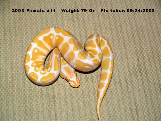 High Contrast 2008 Female 79 Gr