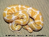 High Contrast  2008 Male 78 Gr