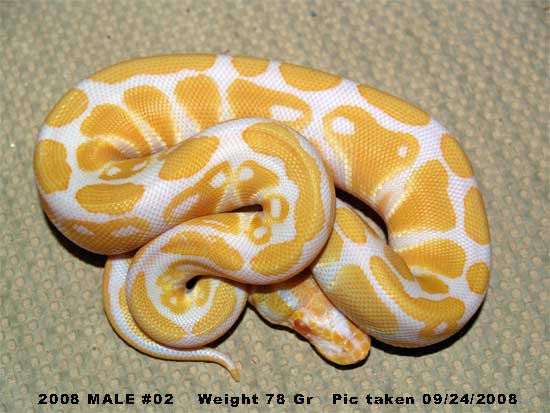 High Contrast  2008 Male 78 Gr