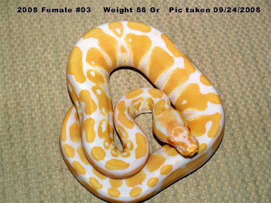 High Contrast 2008 Female 88 Gr