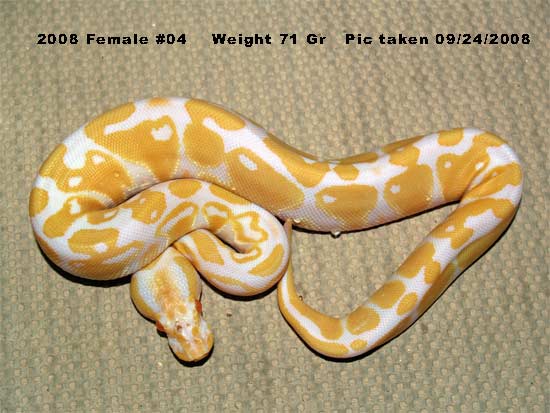 High Contrast 2008 Female 71 Gr