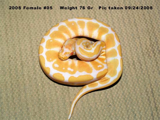High Contrast 2008 Female 76 Gr
