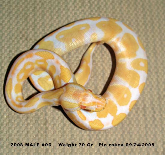 High Contrast 2008 male 70 Gr