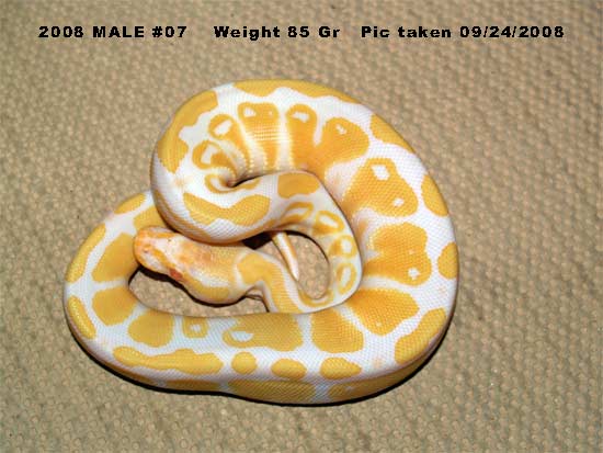 High Contrast 2008 male 85 Gr