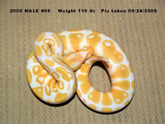 High Contrast 2008 male 115 Gr