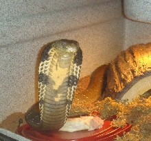 King Cobra
