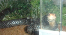 PNG Taipan