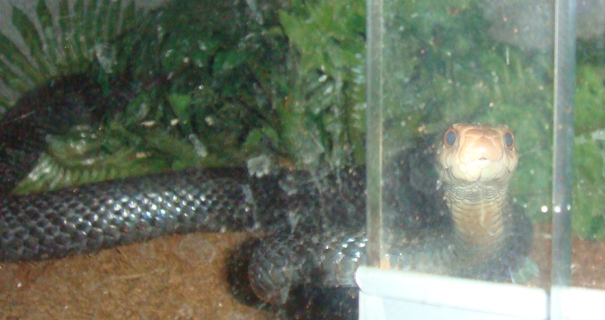 PNG Taipan