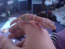 biggest baby
