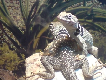 males camra shy