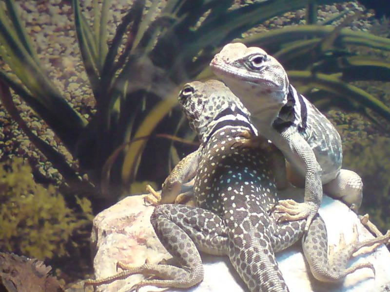 males camra shy