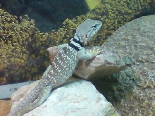 female