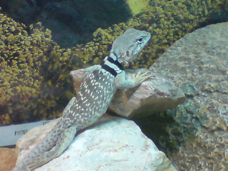 female