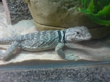 my female