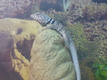 male on water well