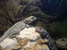 chillin on a rock