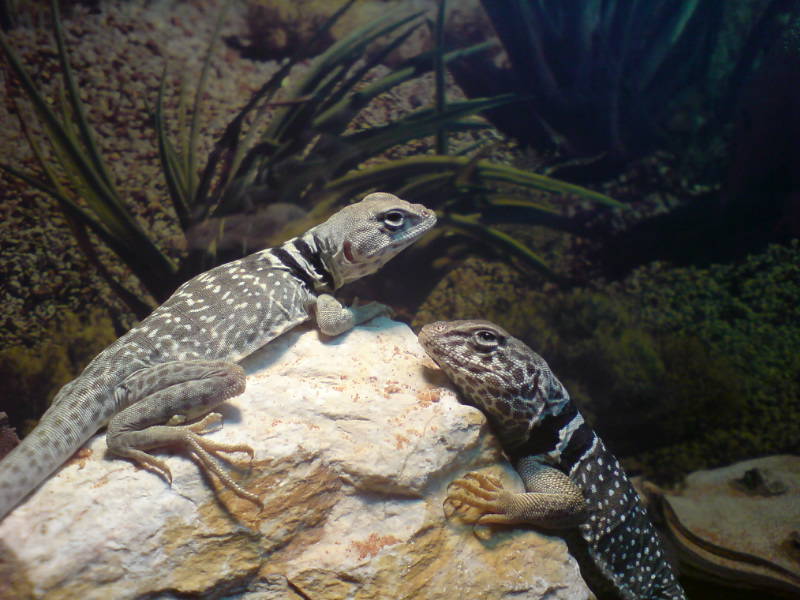 chillin on a rock