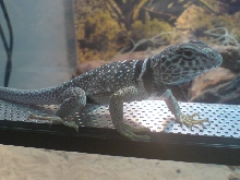 male lizard no names yet