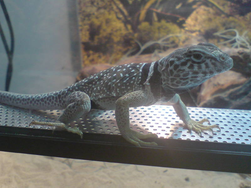 male lizard no names yet