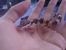 middle sized baby