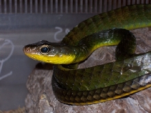 Chironius