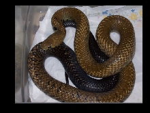 05 female