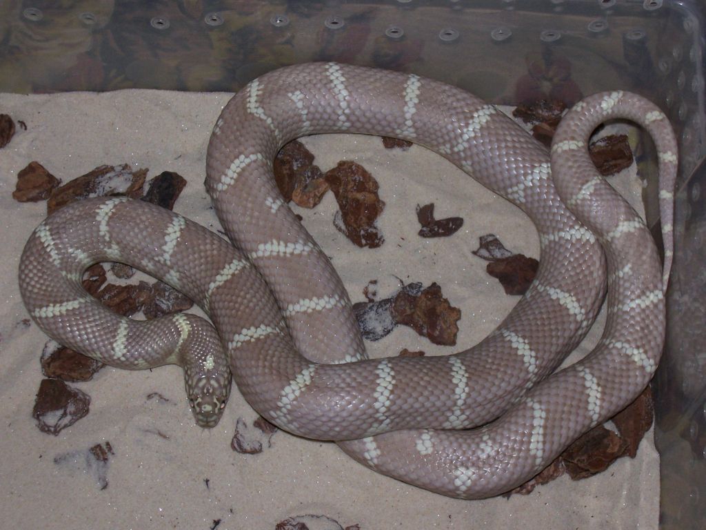 Florida King