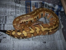 06 Male