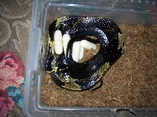 Spilotes Eggs