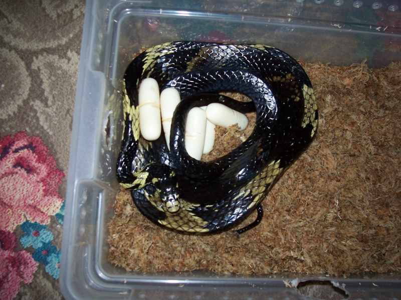 Spilotes Eggs